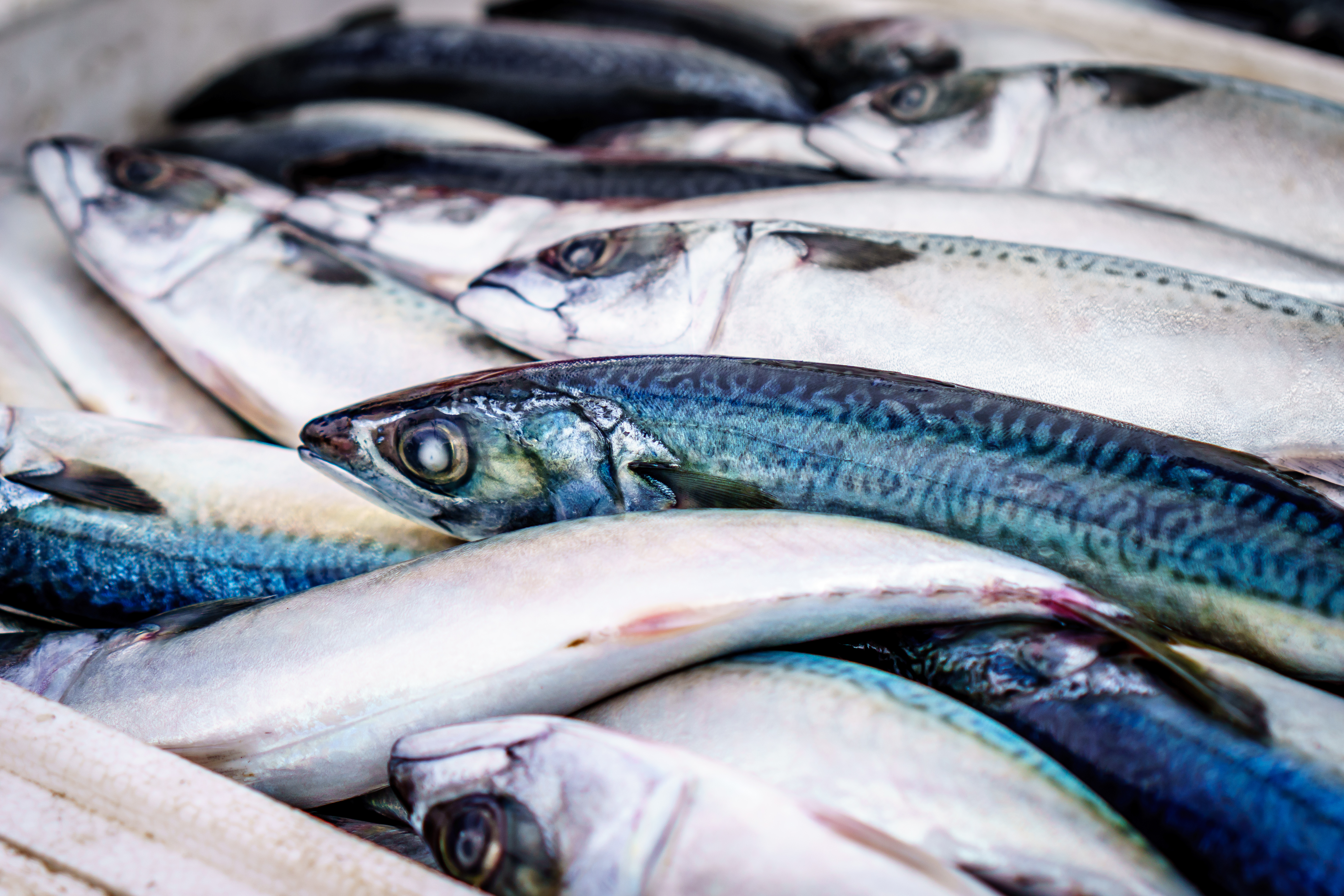 The Best Places to Buy Fresh Fish in Pembrokeshire