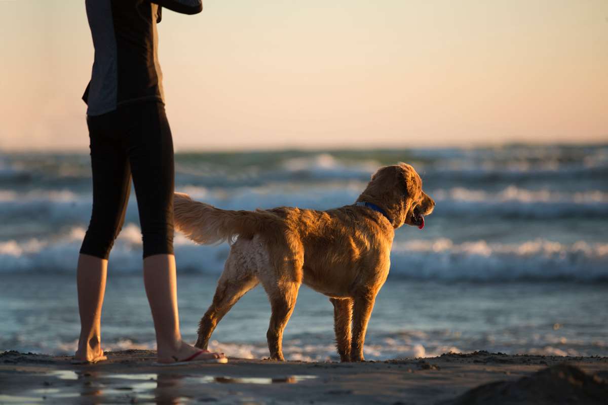 Dog friendly beach