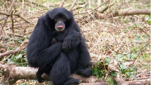 Manor House Wildlife Park