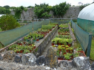 Stackpole Walled Gardens