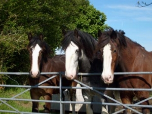 Dyfed Shire Horse Farm