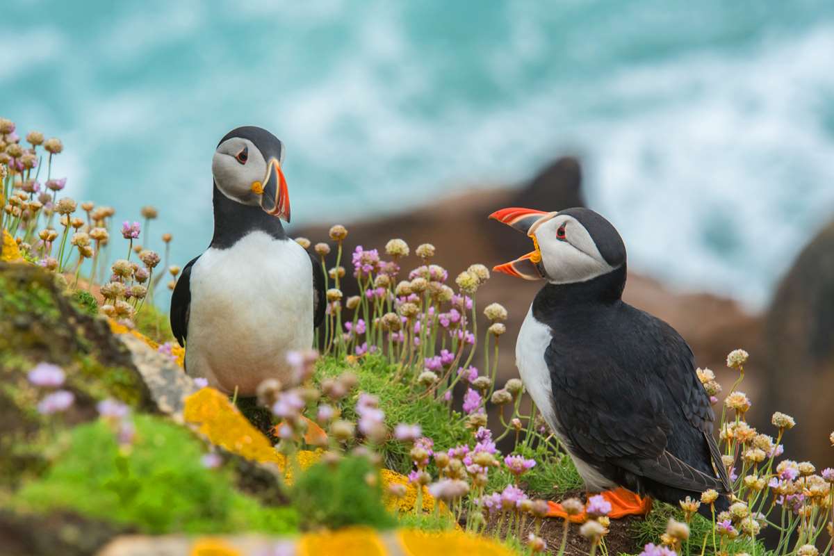 Puffins on Skomer Island Pembrokeshire