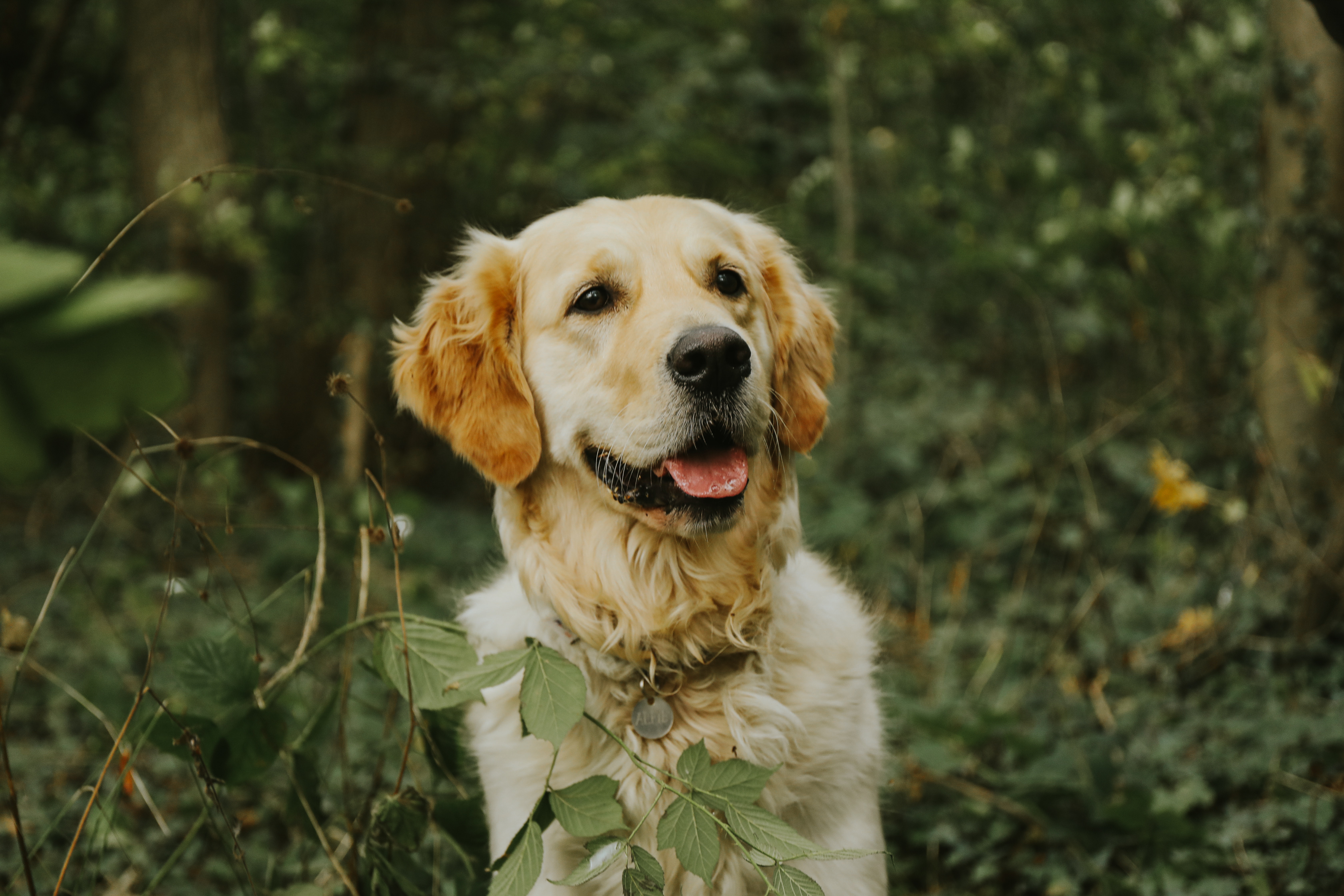 Legendary Places to Visit with your Dog
