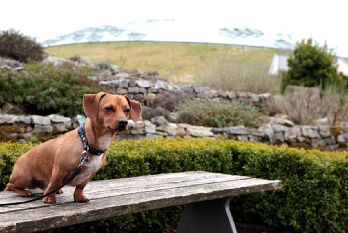 dog friendly restaurant