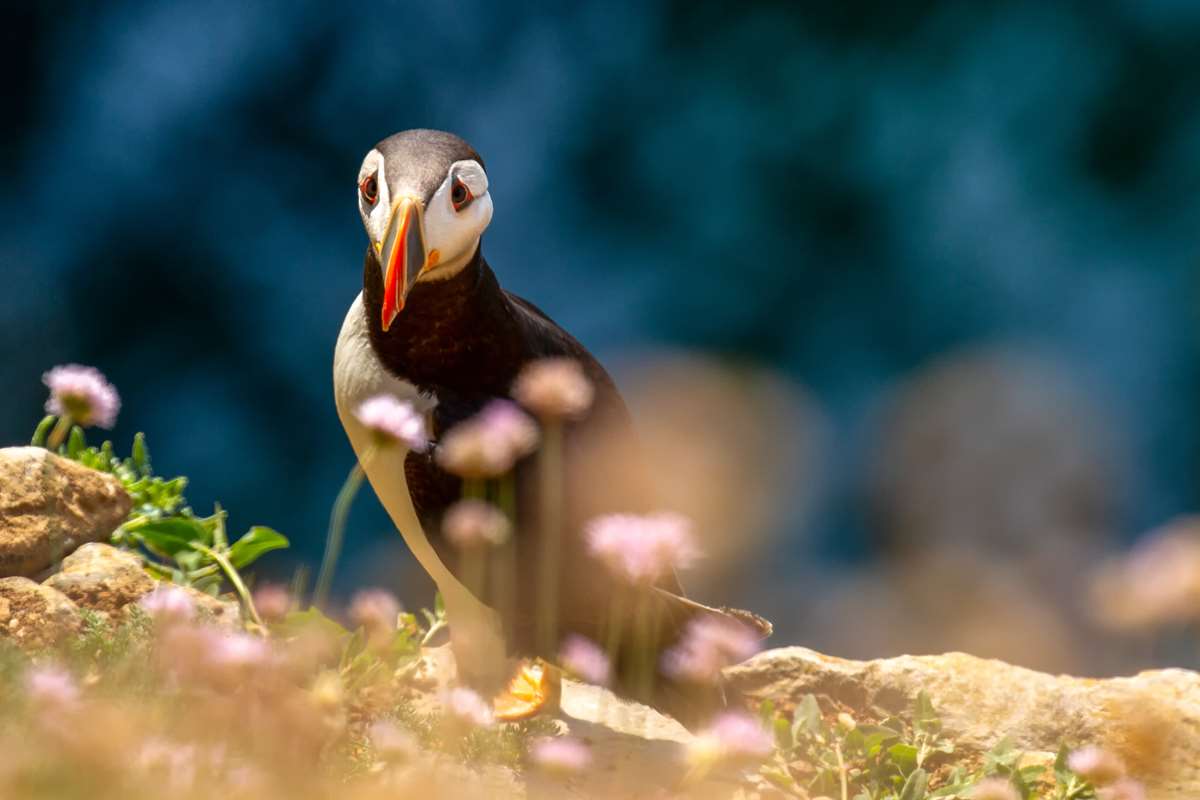 Puffins in the Pembrokeshire Coast National Park