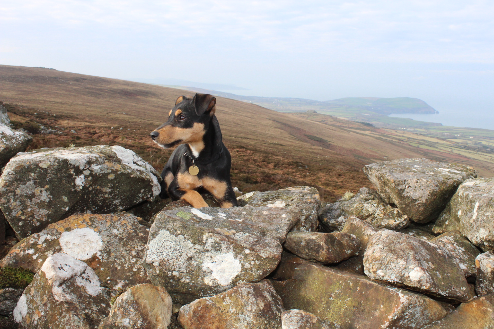 Dog Hampers