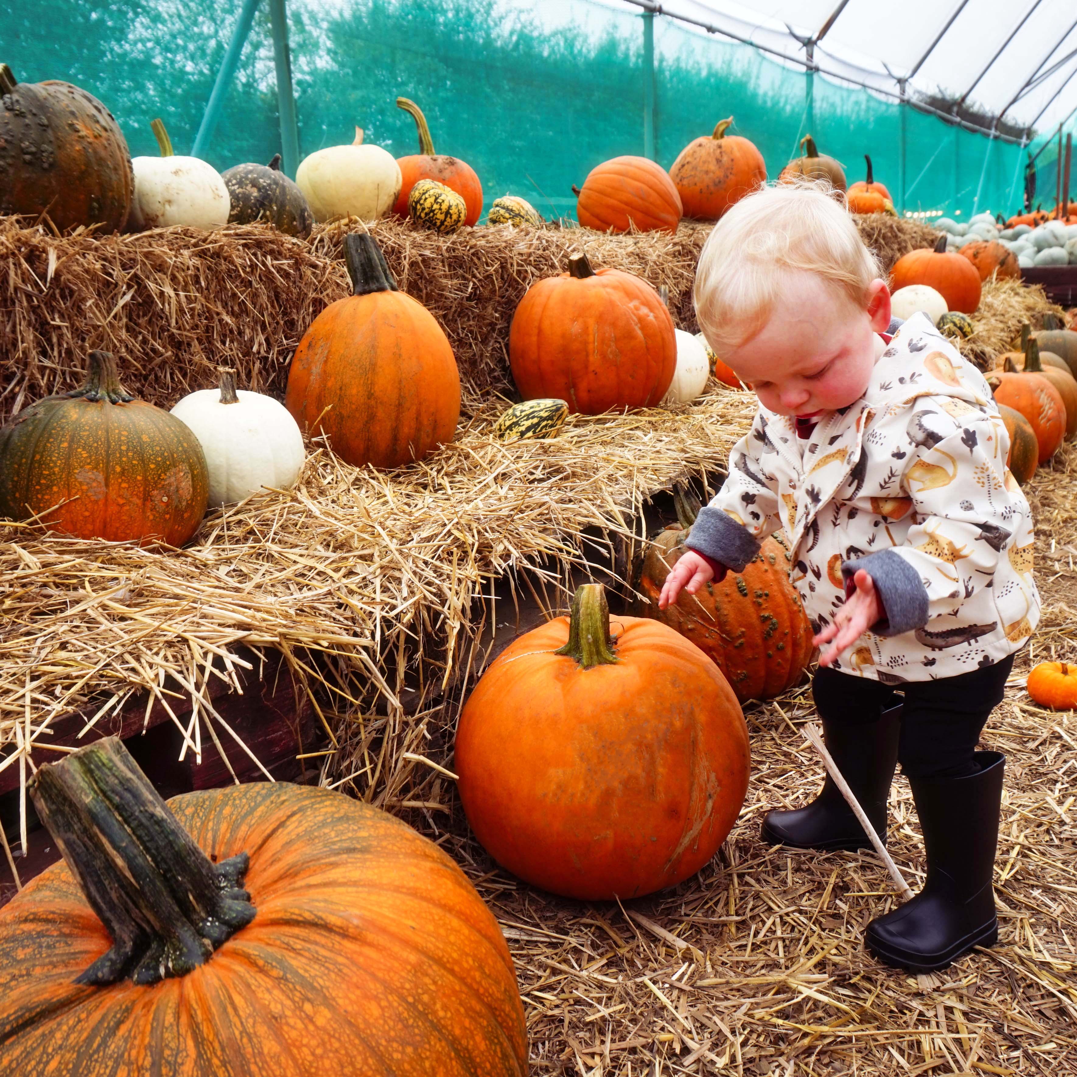 Halloween Activities Pembrokeshire