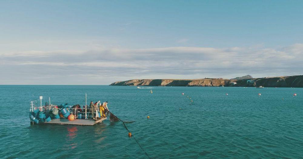 Pembrokeshire's Seaweed Farm, Car-Y-Mor