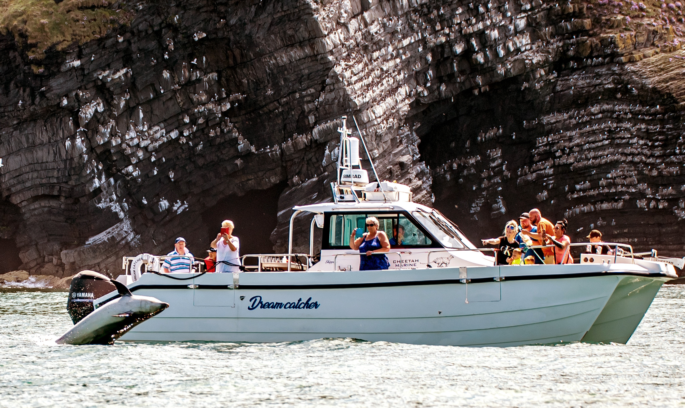 New Quay Boat Trips