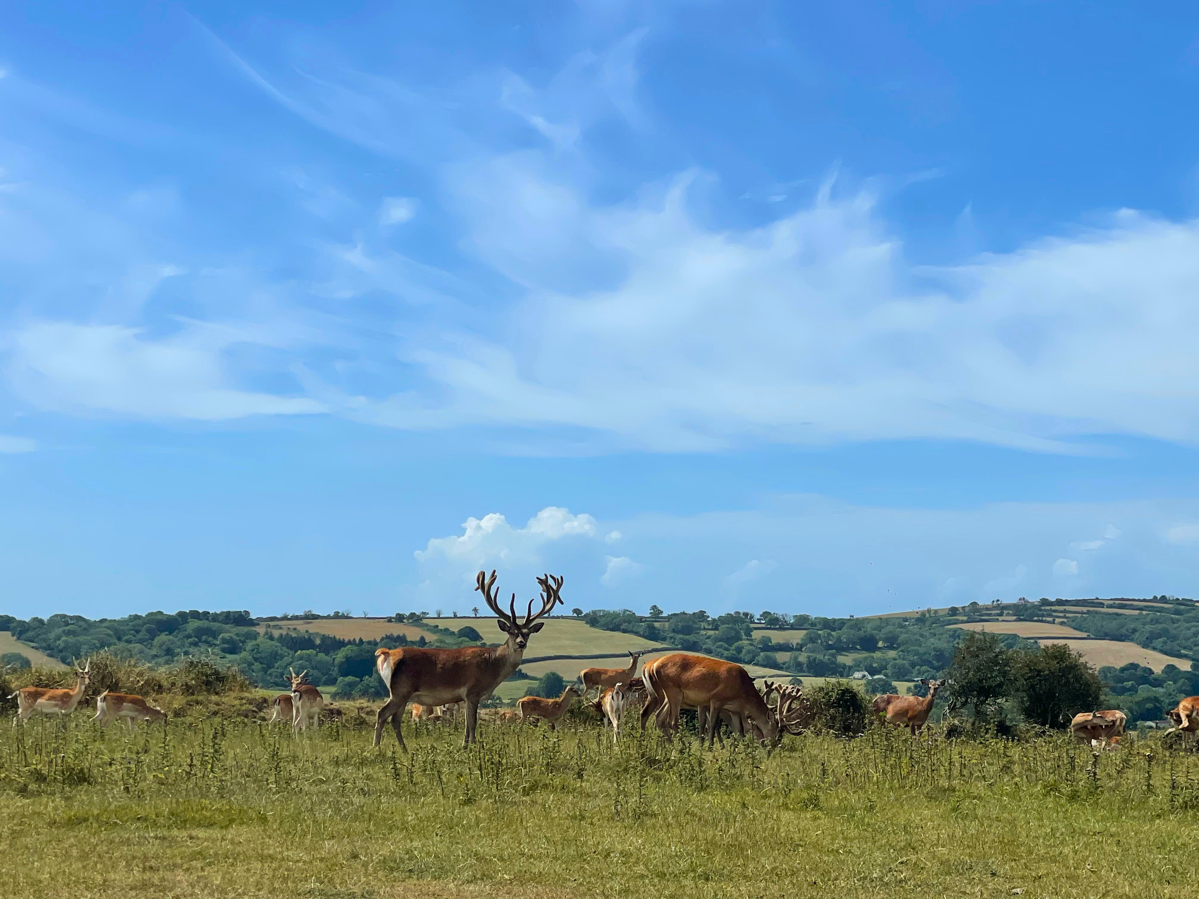 Great Wedlock Farm & Deer Park